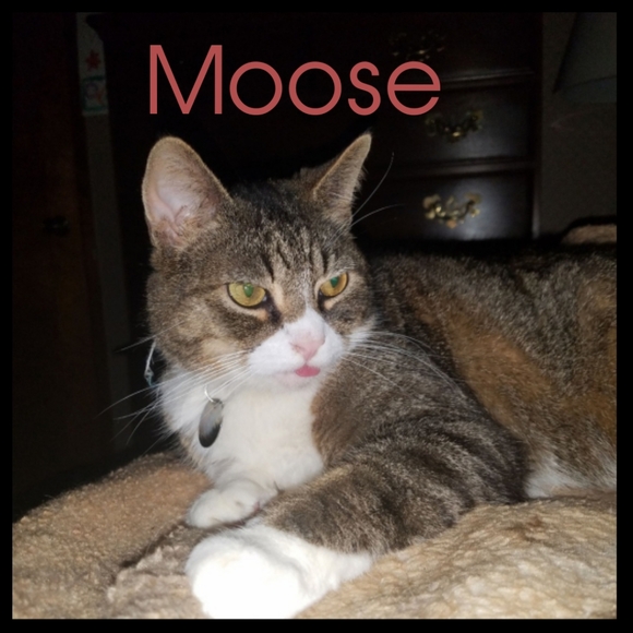 ♡ For the love of animals ♡ - Picture 2 of 8